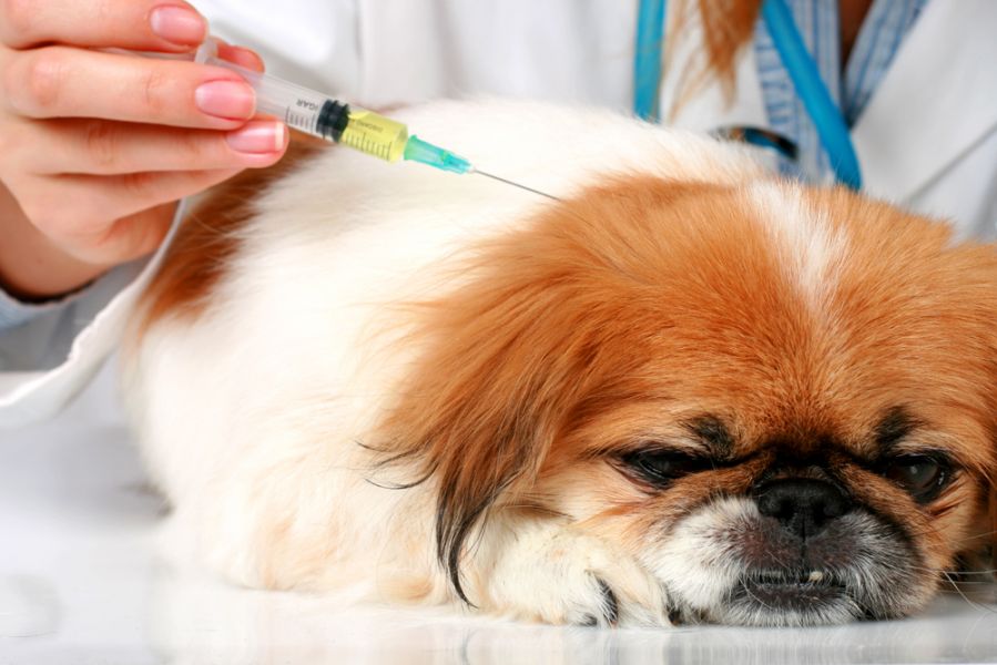 دیابت ملیتوس در سگ