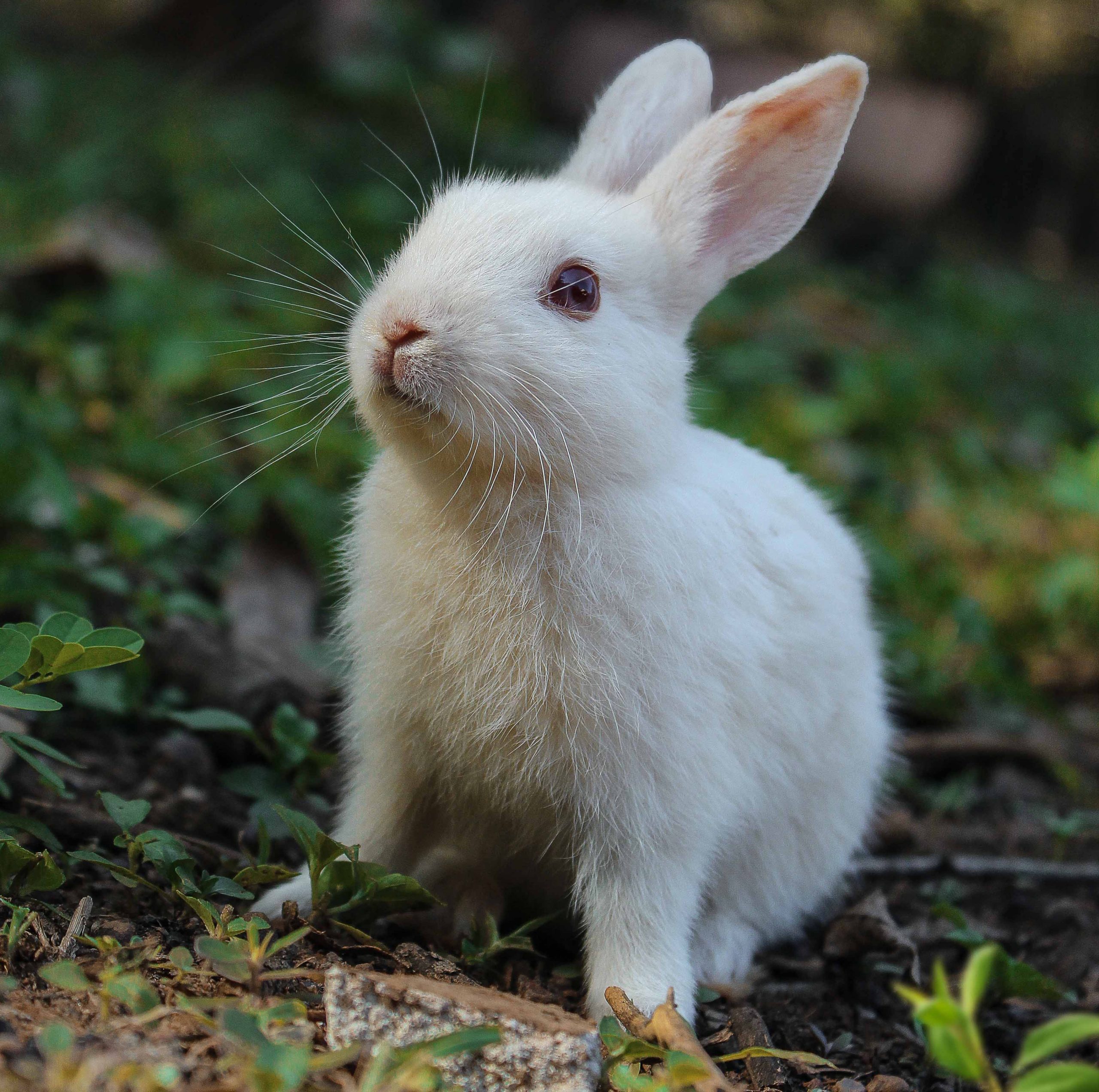 خرگوش دستگاه گوارش غیر معمولی دارد. میکروارگانیسم‌های متعددی در دستگاه گوارش خرگوش ساکن اند که با هم سبب هضم غذا می‌شوند.